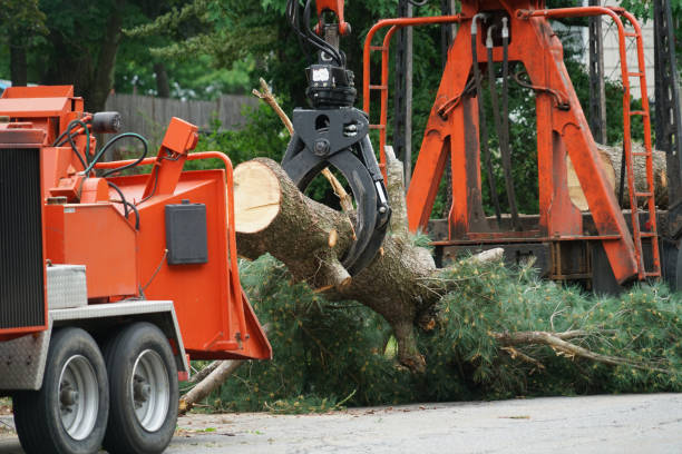 Best Emergency Tree Service  in Big Pine, CA